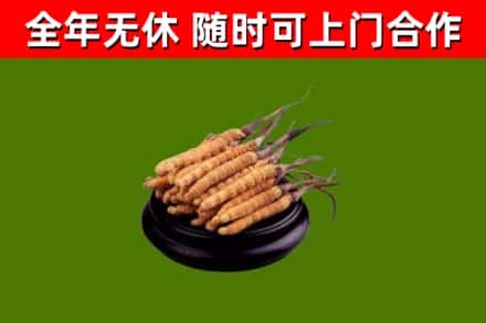 潞城烟酒回收冬虫夏草.jpg
